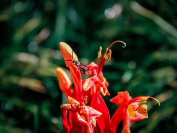 Close-up of butterfly pollinating on red flower