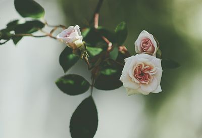 Close-up of pink flowers