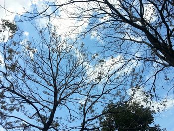 Low angle view of bare trees against sky