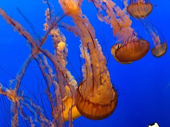 View of jellyfish swimming in monterey bay aquarium 