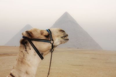 Side view of camel against pyramids during foggy weather