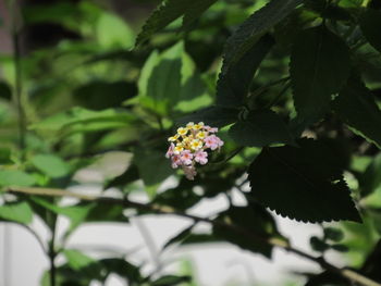 Close-up of flowering plant