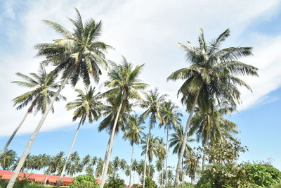 tropical climate