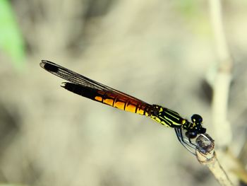 Close-up of damselfly on twig