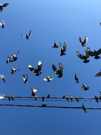 Low angle view of seagulls flying