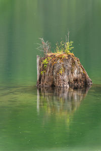 View of vegetation on stump in lake