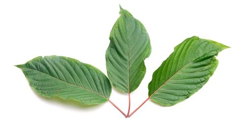 Close-up of green leaves against white background