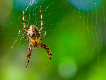 Spider on spider web with green background. closeup of a brown spider isolated on green background.