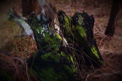 Close-up of plant in forest