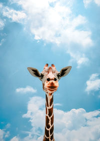 Low angle view of giraffe