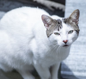 Close-up portrait of a cat