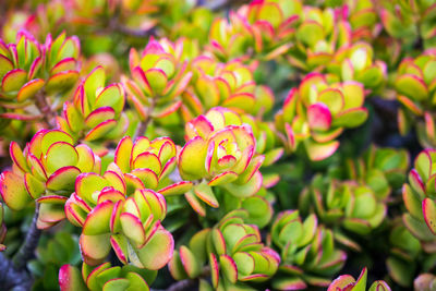 Close-up of flowering plant