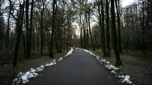 Empty road along trees in forest