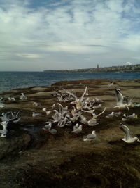 View of birds in water