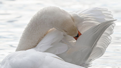 White swan swimming in lake