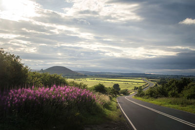 Road amidst plants against sky