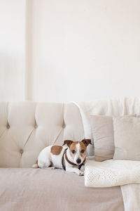 Little doggy on the couch