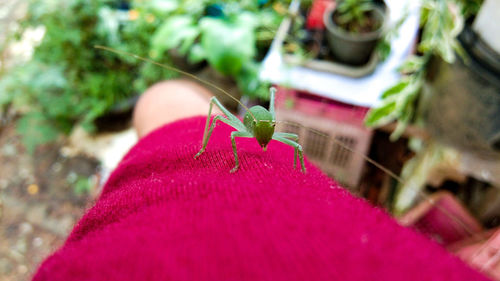 Close-up of hand holding red plant