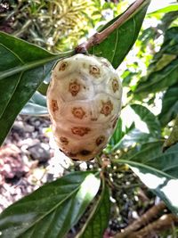 Close-up of flower growing on tree