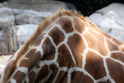 Cropped image of giraffe on sunny day