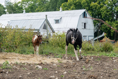 Horses standing in ranch