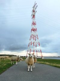 View of a dog on road against sky