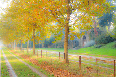 View of trees in autumn