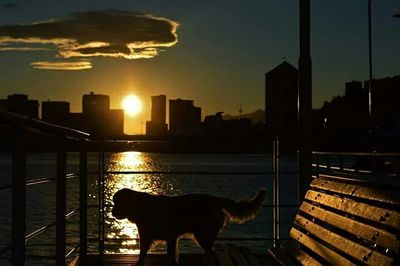 Dog looking at sunset