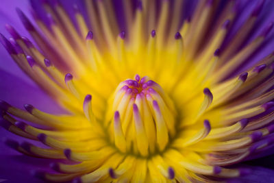 Close-up of yellow flowering plant