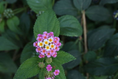 Close-up of pink flowering plant