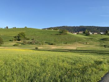 Scenic view of agricultural field against clear sky