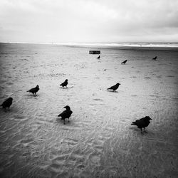 Flock of birds on beach