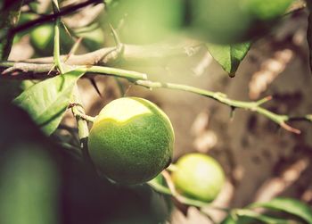 Close-up of fruits growing on tree