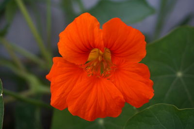 Close-up of orange flower blooming outdoors