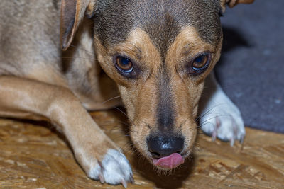 Close-up portrait of dog