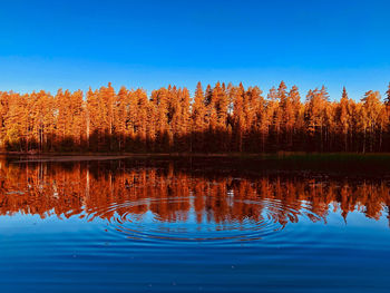 Scenic view of lake in forest against clear blue sky