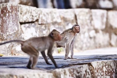 Close-up of two monkeys on stone step