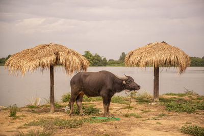 Buffalo standing on field