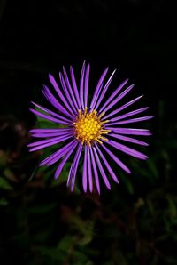 Close-up of purple daisy flower against black background