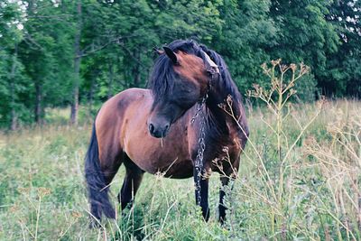 Horse standing on field