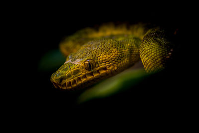 Close-up of lizard on leaf against black background