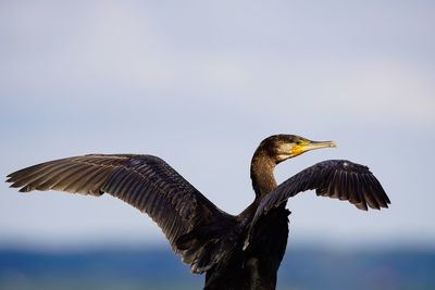 Close-up of gray heron flying against clear sky