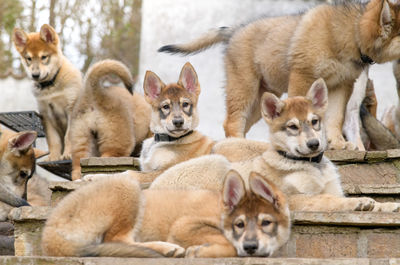 Portrait of puppies