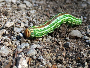 Close-up of insect on rock