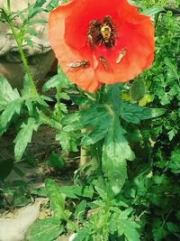 Close-up of red flowers blooming in field