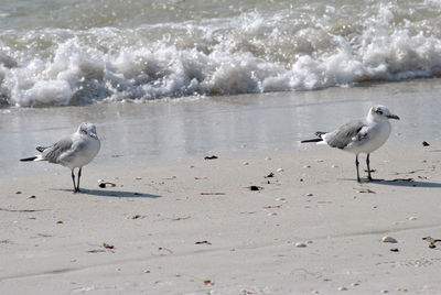 Seagulls on beach