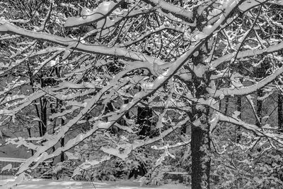 Low angle view of trees in forest during winter