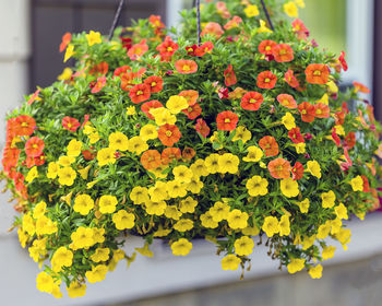 Wide view of a hanging basket of million bells flowers