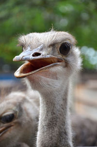 Close-up of ostriches