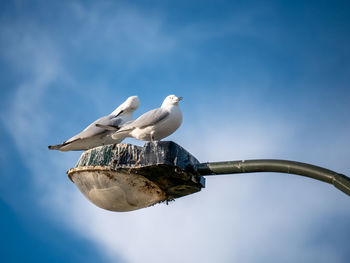 Low angle view of seagulls perching